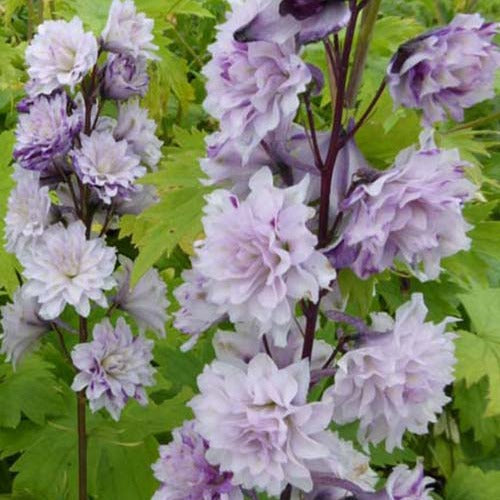 Bakker - Delphinium Highlander® Cha-Cha - Delphinium cha cha  ( highlander series ) - Plantes d'extérieur