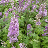 3 Delphiniums géants Astolat - Bakker