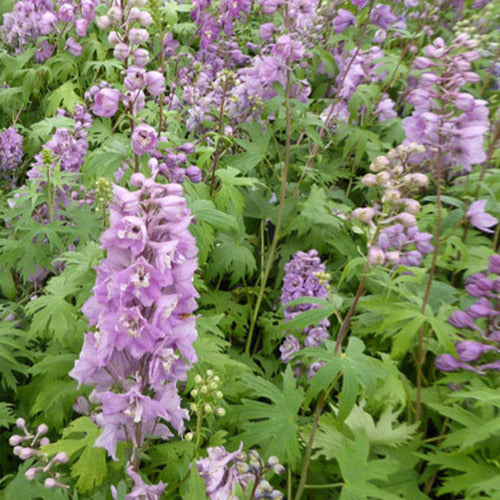 Delphinium géant Astolat - Bakker