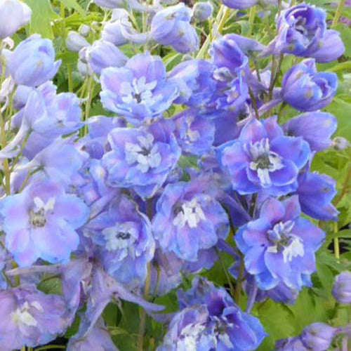 Delphinium géants Camelliard - Bakker