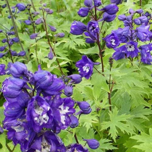 Bakker - 3 Delphiniums géants King Arthur - Delphinium pacific king arthur - Plantes d'extérieur