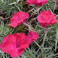 Œillet de la Pentecôte Badenia - Dianthus gratianopolitanus badenia - Bakker