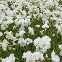 Bakker - 3 Œillets mignardise Albus Plenus - Dianthus plumarius albus plenus - Terrasses et balcons