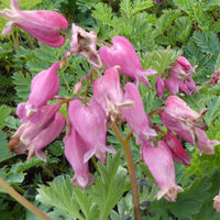 Bakker - Coeur de Marie de Formose Luxuriant - Dicentra formosa luxuriant - Plantes d'extérieur