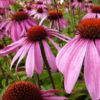 Rudbeckia Leuchtstern Echinacée pourpre