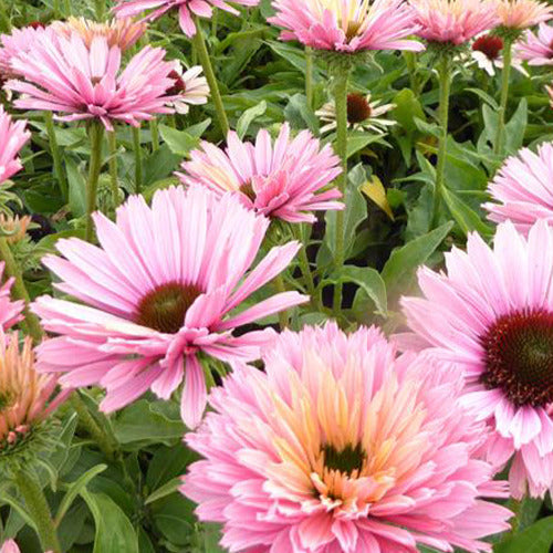 Echinacée pourpre Sunseekers Salmon - Bakker