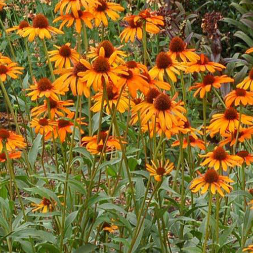 Bakker - Rudbeckia  Tiki Torch - Echinacea - Echinacea purpurea tiki torch - Plantes d'extérieur