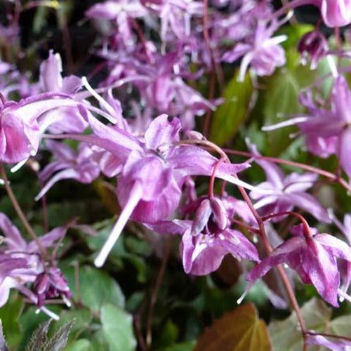 Bakker - Epimedium à grandes fleurs Lilafee - Epimedium grandiflorum lilafee - Plantes d'extérieur