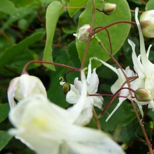 Bakker - Epimedium à grandes fleurs - Epimedium grandiflorum - Plantes d'extérieur