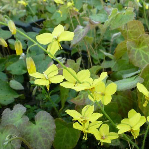 Bakker - Epimedium perralderianum - Epimedium perralderianum - Plantes d'extérieur