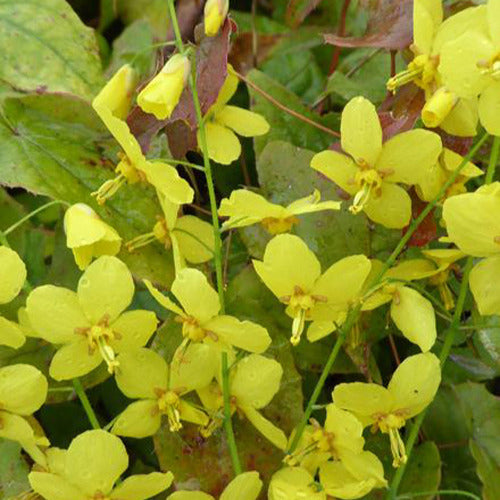 Epimedium Frohnleiten - Bakker