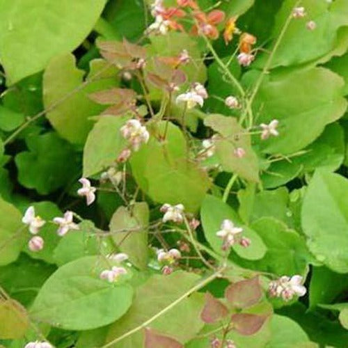 Bakker - Epimedium pubigerum - Epimedium pubigerum - Plantes d'extérieur