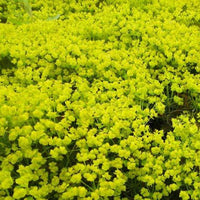 Bakker - Euphorbe petit-cyprès Fens Ruby - Euphorbia cyparissias fens ruby - Plantes d'extérieur