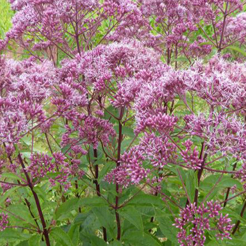 Bakker - Eupatoire maculée Atropurpureum - Eupatorium maculatum atropurpureum - Plantes d'extérieur