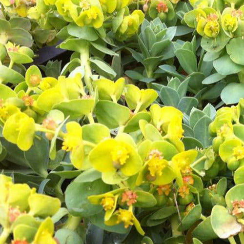 Bakker - 3 Euphorbes de Corse - Euphorbia myrsinites - Plantes d'extérieur