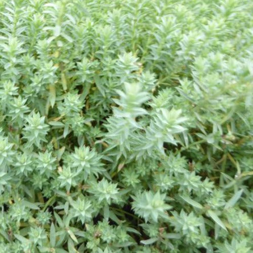 Euphorbe des Baléares - Bakker