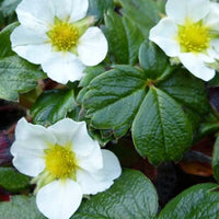 Bakker - Fraisier du Chili - Fragaria chiloensis - Plantes d'extérieur