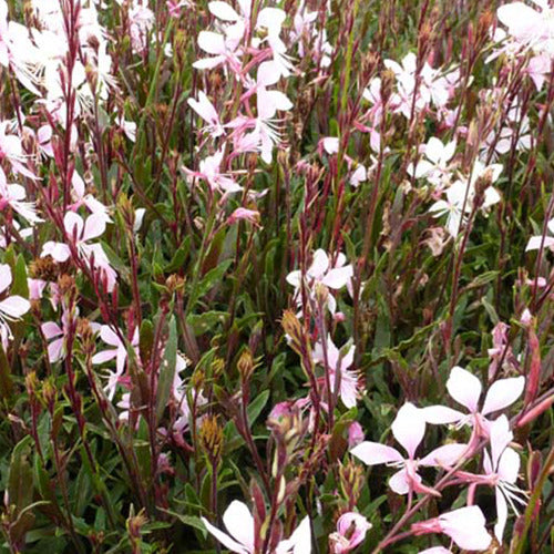 Bakker - Gaura Cherry Brandy - Gaura lindheimeri gauchebra cherry brandy - Plantes d'extérieur