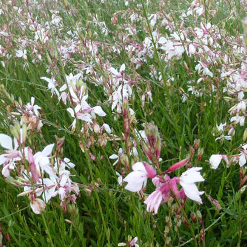 Bakker - 2 Gauras blancs et roses en mélange - Gaura lindheimeri - Plantes d'extérieur