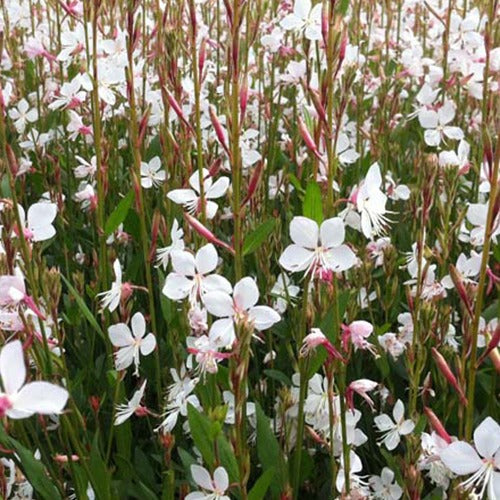 Bakker - Gaura Snowstorm - Gaura lindheimeri snowstorm - Plantes d'extérieur