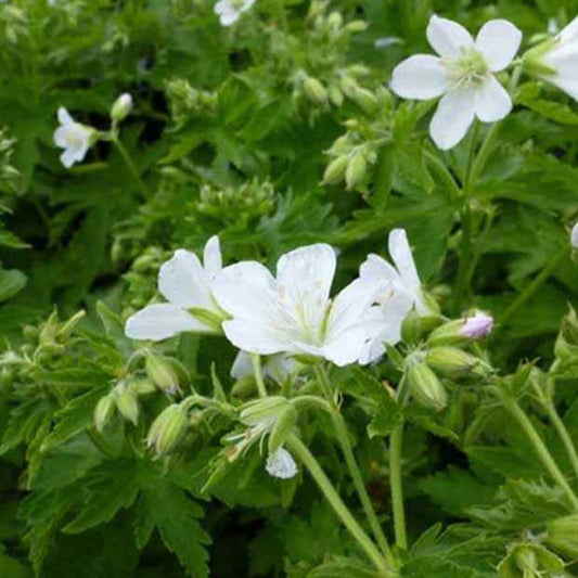 Géranium vivace des bois Album - Bakker