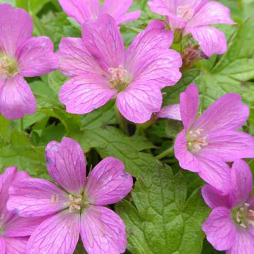 Bakker - Géranium vivace d'Endress Beholders Eye - Geranium endressii beholders eye - Plantes d'extérieur