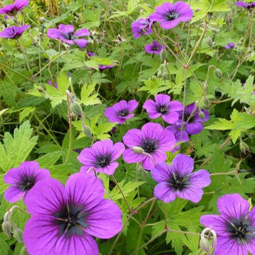 Bakker - Géranium vivace Ann Folkard - Geranium ann folkard - Plantes d'extérieur