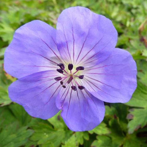 Géranium vivace Azure Rush - Bakker