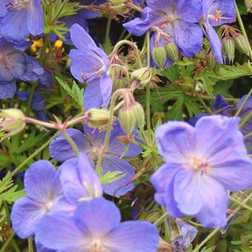 Bakker - Géranium vivace Brookside - Geranium brookside - Plantes d'extérieur