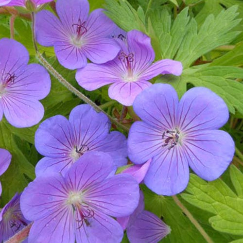 Bakker - Géranium vivace Blue Sunrise - Geranium blogold blue sunrise - Plantes d'extérieur