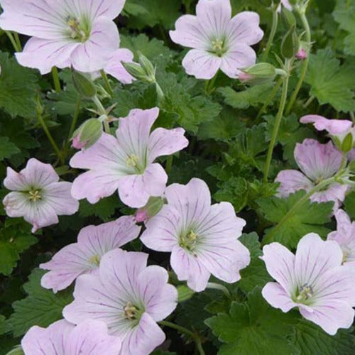 Bakker - Géranium vivace Dreamland - Geranium bremdream dreamland - Plantes d'extérieur