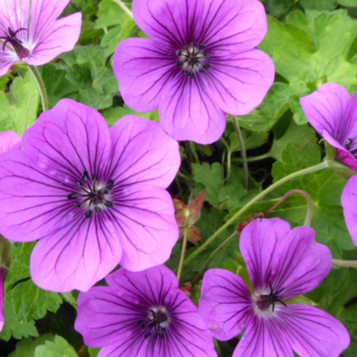 Géranium vivace Hewham Velvet - Bakker