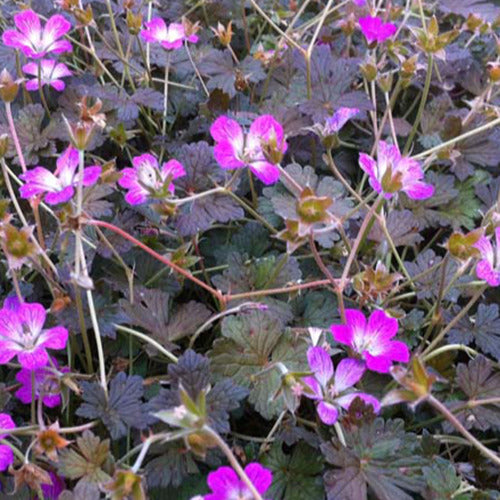 Bakker - Géranium vivace Orkney Cherry - Geranium bremerry orkney cherry - Plantes d'extérieur