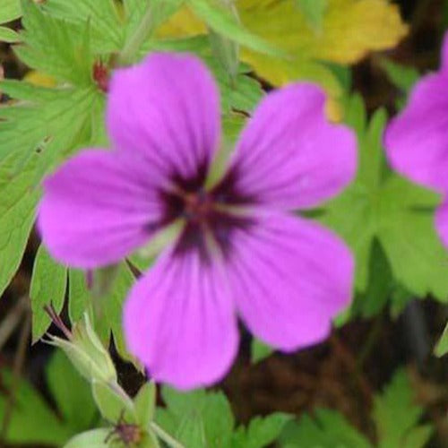 Bakker - Géranium vivace Patricia - Geranium brempat  patricia - Plantes d'extérieur