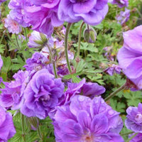 Bakker - Géranium vivace de l'Himalaya - Geranium himalayense plenum - Plantes d'extérieur