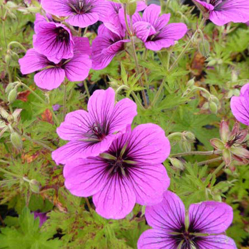 Bakker - Géranium vivace Matu Vu - Geranium js matu vu - Plantes d'extérieur