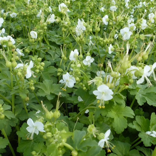 Geranium vivace White Ness - Bakker