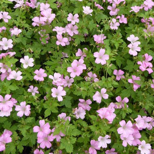 Bakker - Géranium vivace Rose Clair - Geranium oxonianum rose clair - Plantes d'extérieur