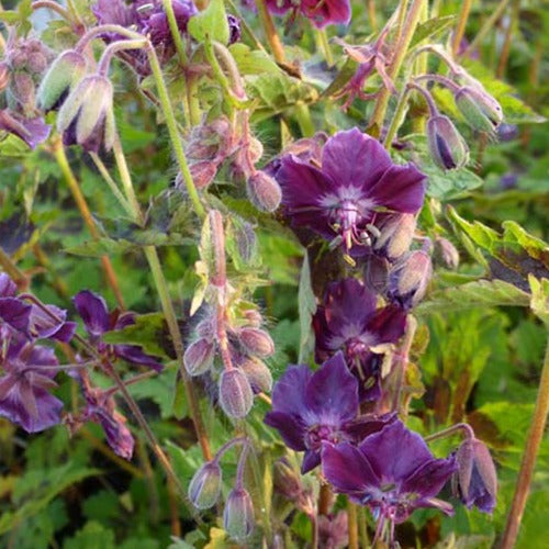 Géranium brun Samobor