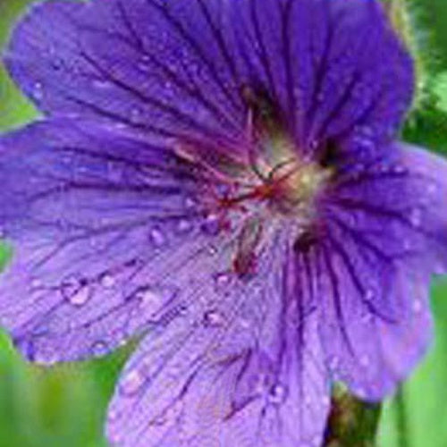 Bakker - Géranium vivace sanguin Shooting Star - Geranium sanguineum shooting star - Plantes d'extérieur