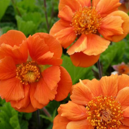 Benoîte Sea Breeze - Bakker