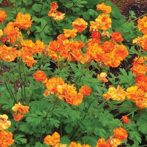 Bakker - Benoîte Firestorm - Geum fire storm - Plantes d'extérieur