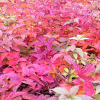 Spirée à trois feuilles - Bakker