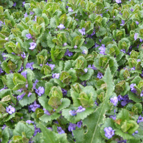 Bakker - 3 Lierres terrestres - Glechoma hederacea - Plantes d'extérieur