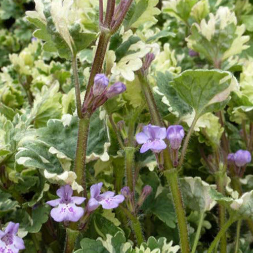 Bakker - 3 Lierres terrestres panachés - Glechoma hederacea variegata - Plantes d'extérieur