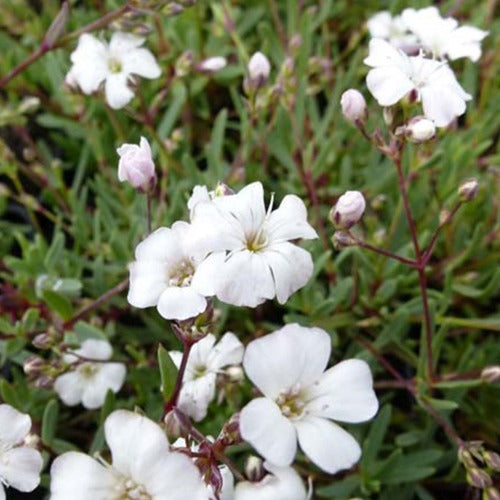 Bakker - 3 Gypsophiles rampantes Rosea - Gypsophila repens alba - Plantes d'extérieur