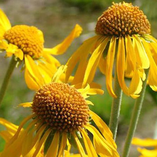 Bakker - Hélénie de Hoopes - Helenium hoopesii - Plantes d'extérieur