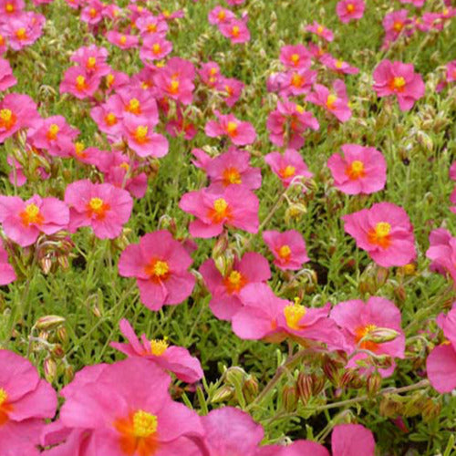 Bakker - Hélianthème Ben Hope - Helianthemum ben hope - Plantes d'extérieur