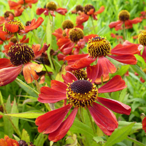 Bakker - Hélénie Rubinzwerg - Helenium rubinzwerg - Plantes d'extérieur