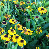  - Hélénie Wyndley - Helenium wyndley